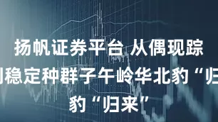 扬帆证券平台 从偶现踪迹到稳定种群子午岭华北豹“归来”